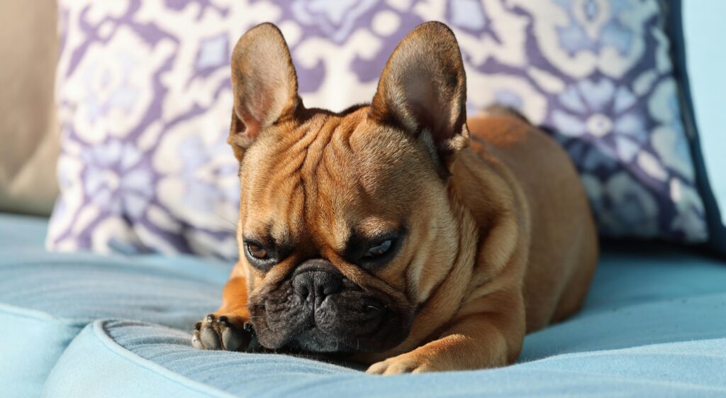 Bouledogue français à adopter gratuitement chien de compagnie disponible adoption responsable