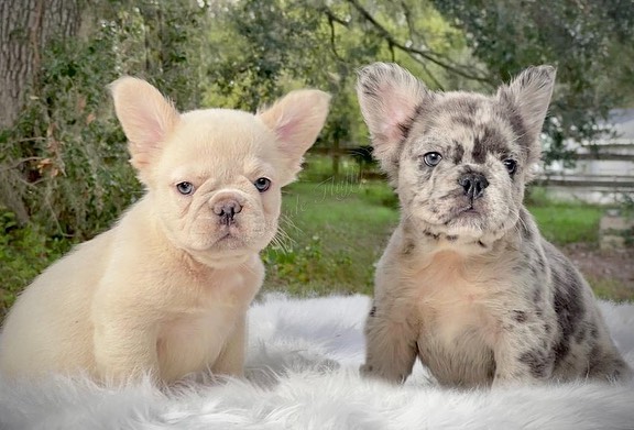 Élevage bouledogue français fluffy chiots poil long rares disponibles